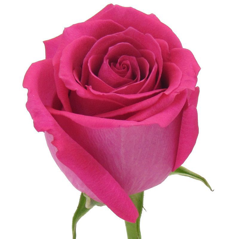 PinkFloy